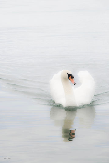 cygne bouveret imp.jpg