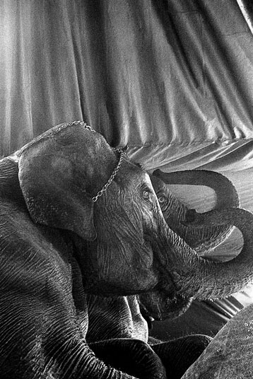 elephant001.jpg